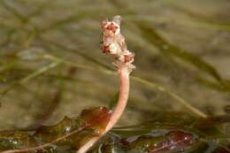 Image of pondweed