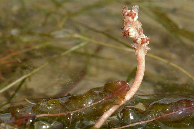 Image of pondweed