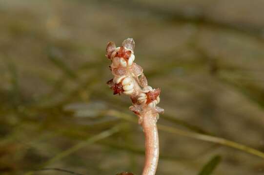 Image of pondweed