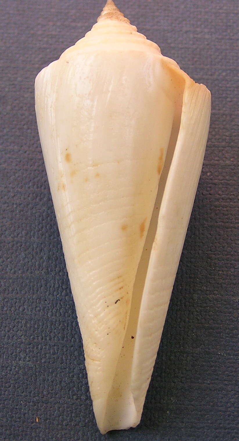 Image of Conasprella sieboldii (Reeve 1848)