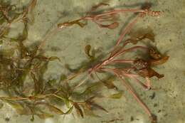 Image of Various-leaved Pondweed