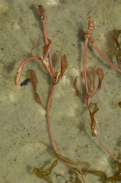 Image of Various-leaved Pondweed