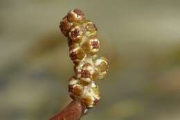 Image of Various-leaved Pondweed