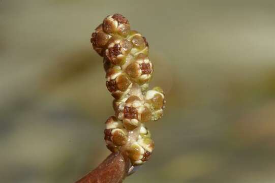 Image of Various-leaved Pondweed