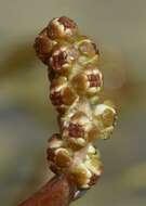 Image of Various-leaved Pondweed