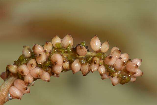 Image of Various-leaved Pondweed