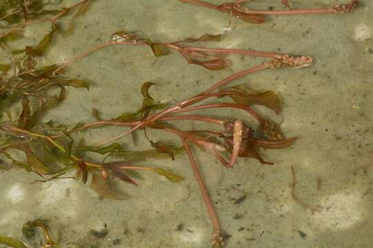 Image of Various-leaved Pondweed