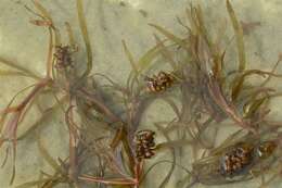 Image of Blunt-leaved Pondweed