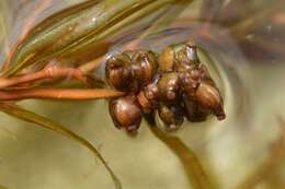 Image of Blunt-leaved Pondweed