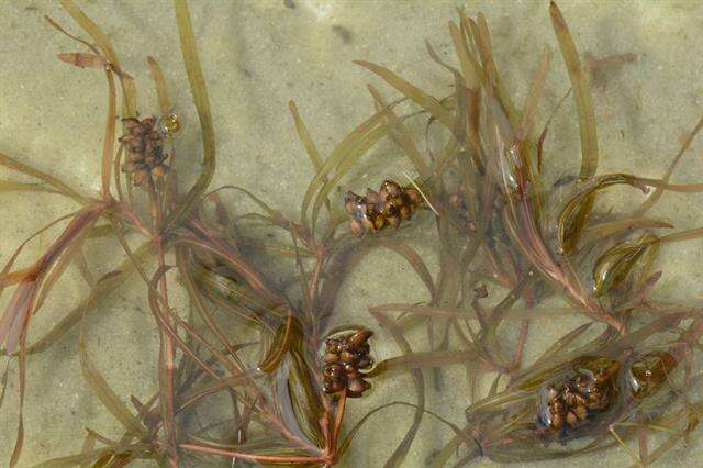 Image of Blunt-leaved Pondweed