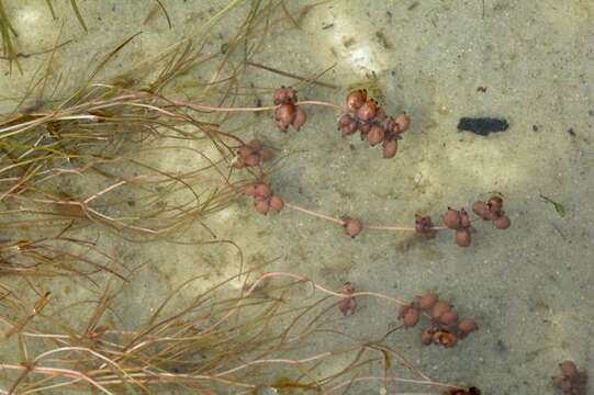 Image of pondweed