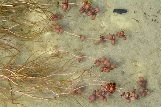 Image of pondweed