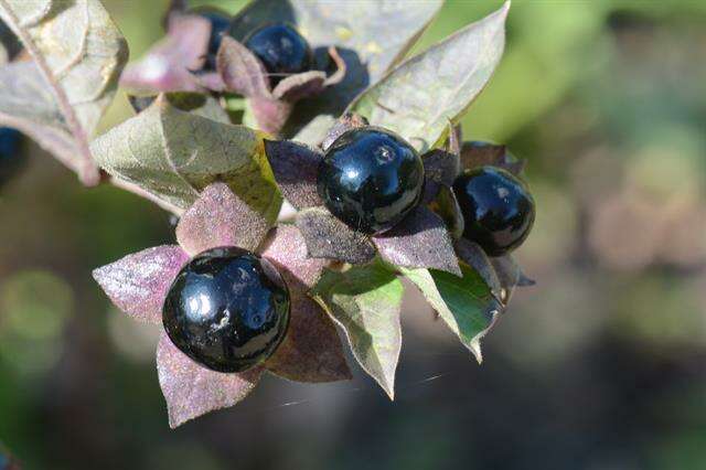 Image de Atropa