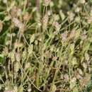 Image de Plantago arenaria Waldst. & Kit.