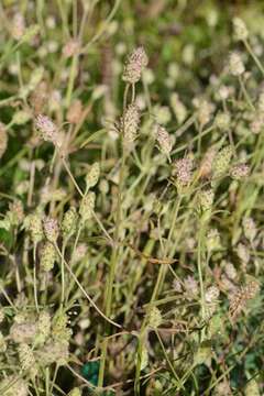 Imagem de Plantago arenaria Waldst. & Kit.