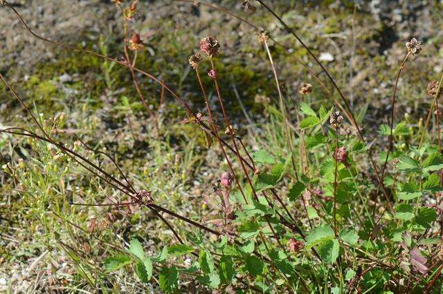 Imagem de Poterium sanguisorba subsp. polygamum (Waldst. & Kit.) Asch. & Graebn.