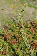 Image of tansy