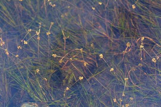 Image of pondweed