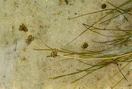 Image of pondweed