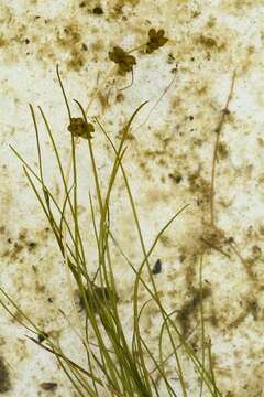 Image of pondweed