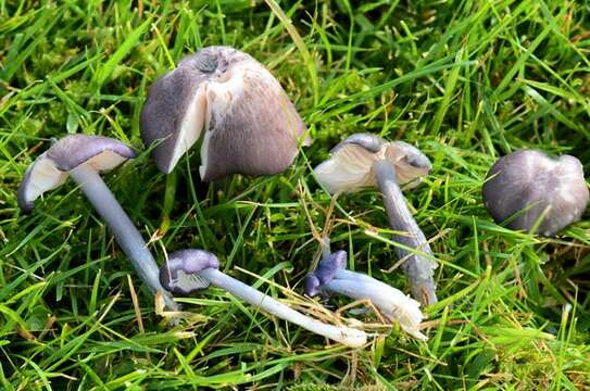 Image of Entoloma nigroviolaceum (P. D. Orton) Hesler 1967