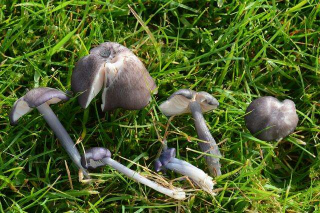 Image de Entoloma nigroviolaceum (P. D. Orton) Hesler 1967