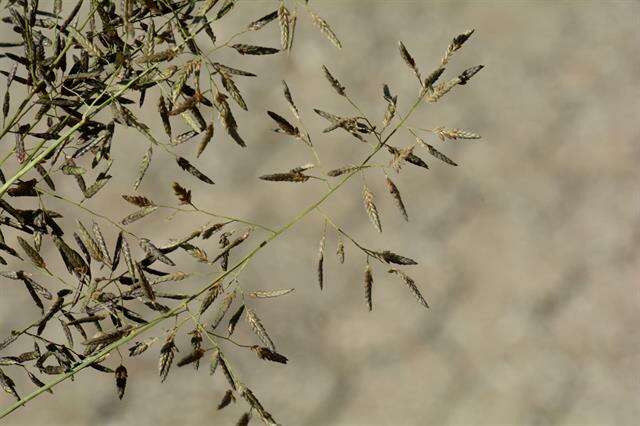 Image of lovegrass