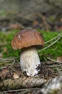 Image of boletes