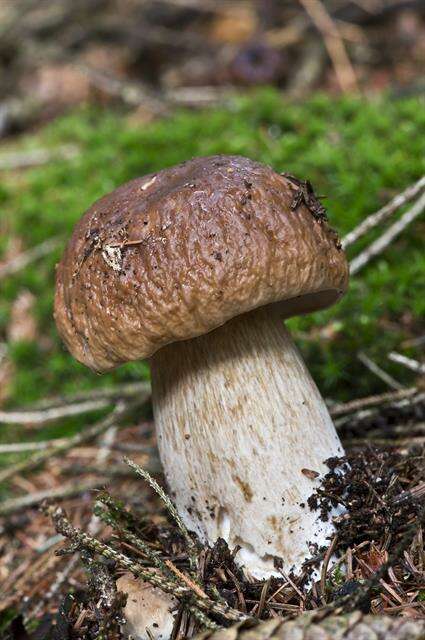 Image of boletes