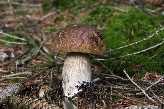 Image of boletes