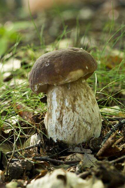 Image of boletes