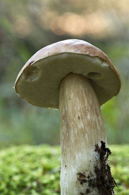 Image of boletes