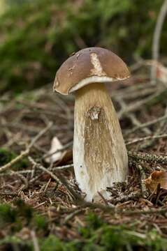 Image of boletes