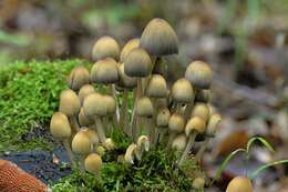 Image of Coprinellus