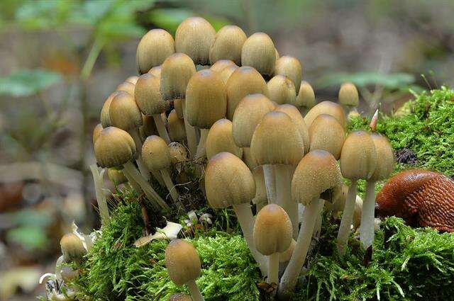 Image of Coprinellus