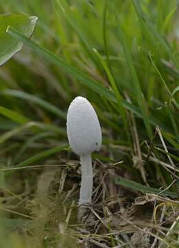 Image of Snowy Inkcap