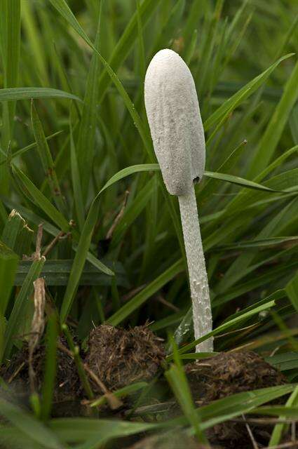 Image de Coprin blanc de neige