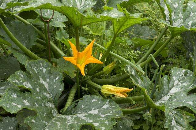 Image of gourd