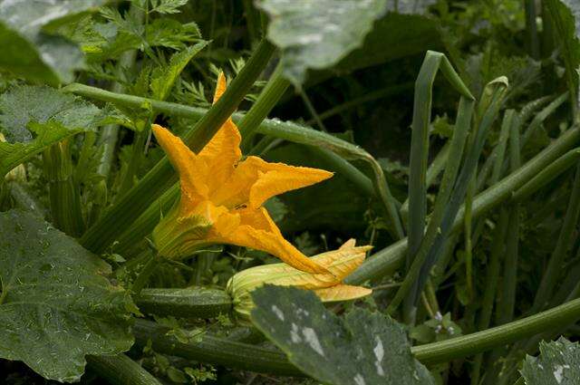 Image of gourd