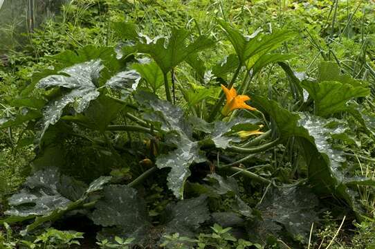 Image of gourd