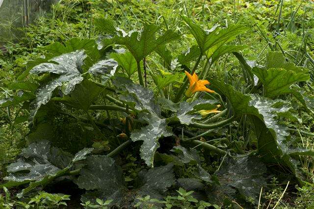 Image of gourd