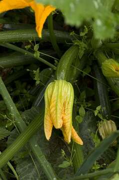 Image of gourd