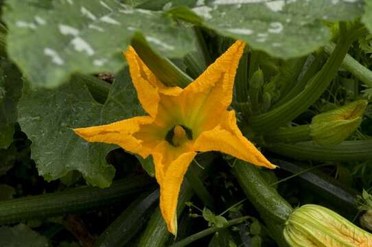 Image of gourd