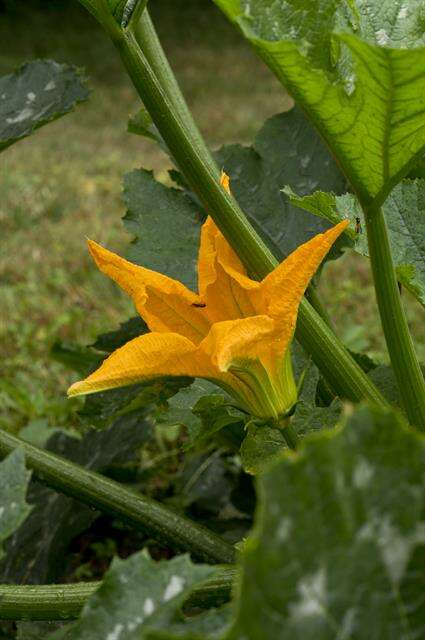 Image of gourd