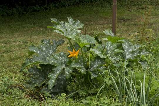 Image of gourd