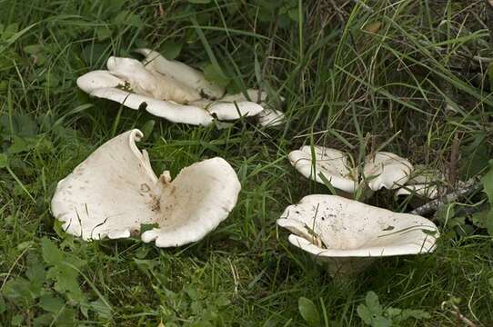 Image of Leucopaxillus