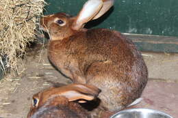 Image of Oryctolagus cuniculus domesticus