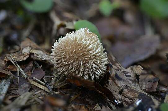 Imagem de Lycoperdon