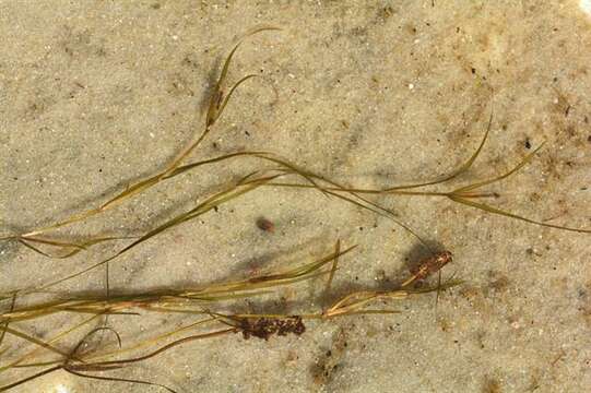 Image of Shetland Pondweed