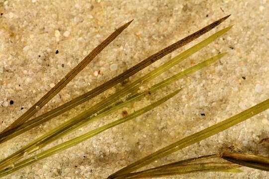 Image of Shetland Pondweed